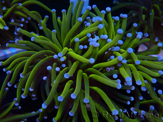 WYSIWYG Euphyllia glabrescens (Mariculture acclimaté sous LED) 8O4