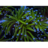 WYSIWYG Euphyllia glabrescens (Maricoltura acclimatata sotto LED) 8B7