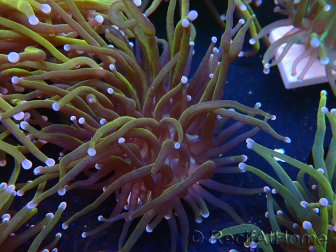 WYSIWYG Euphyllia glabrescens (Mariculture acclimaté sous LED) 8E7
