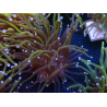 WYSIWYG Euphyllia glabrescens (Mariculture acclimaté sous LED) 8E7