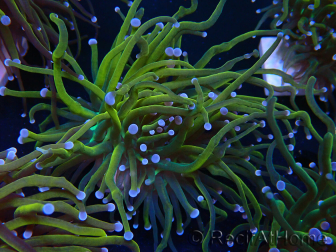 WYSIWYG Euphyllia glabrescens (Mariculture acclimaté sous LED) 8P4