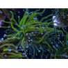 WYSIWYG Euphyllia glabrescens (Mariculture acclimaté sous LED) 8P4