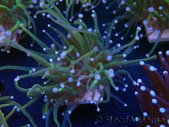 WYSIWYG Euphyllia glabrescens (Mariculture acclimated under LED)