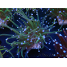 WYSIWYG Euphyllia glabrescens (Maricoltura acclimatata sotto LED)