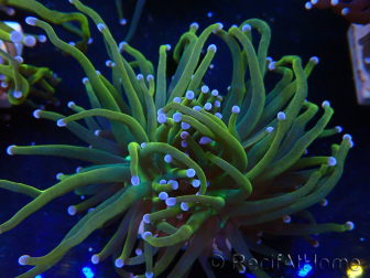 WYSIWYG Euphyllia glabrescens (Mariculture acclimaté sous LED) 8Q6