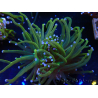 WYSIWYG Euphyllia glabrescens (Mariculture acclimaté sous LED) 8Q6