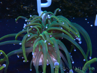 WYSIWYG Euphyllia glabrescens (Mariculture acclimaté sous LED) 8R1