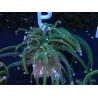 WYSIWYG Euphyllia glabrescens (Mariculture acclimaté sous LED) 8R1