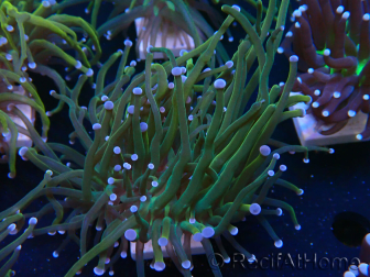 WYSIWYG Euphyllia glabrescens (Maricoltura acclimatata sotto LED)