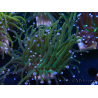 WYSIWYG Euphyllia glabrescens (Mariculture acclimaté sous LED) 8R2