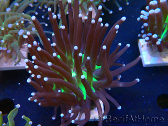 WYSIWYG Euphyllia glabrescens (Mariculture acclimaté sous LED) 8R3
