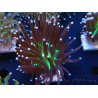 WYSIWYG Euphyllia glabrescens (Marikultur, akklimatisiert unter LED) 8K7