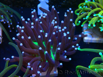 WYSIWYG Euphyllia glabrescens (Maricultura aclimatada bajo LED)