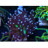 WYSIWYG Euphyllia glabrescens (Maricultura aclimatada bajo LED)