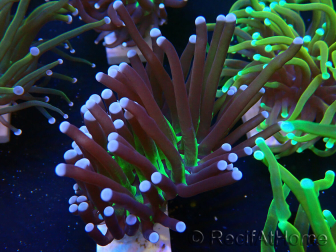 WYSIWYG Euphyllia glabrescens (Mariculture acclimaté sous LED) 8L7