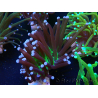 WYSIWYG Euphyllia glabrescens (Mariculture acclimated under LED) 8L7