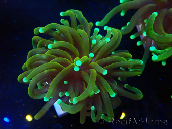 WYSIWYG Euphyllia glabrescens (Mariculture acclimated under LED)