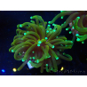 WYSIWYG Euphyllia glabrescens (Mariculture acclimated under LED)