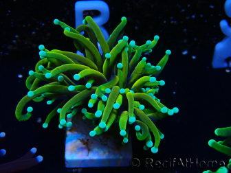 WYSIWYG Euphyllia glabrescens (Mariculture acclimaté sous LED) 8S1