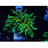 WYSIWYG Euphyllia glabrescens (Marikultur akklimatisiert unter LED)