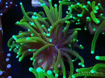 WYSIWYG Euphyllia glabrescens (Mariculture acclimaté sous LED) 8S2