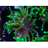 WYSIWYG Euphyllia glabrescens (Mariculture acclimaté sous LED) 8S2
