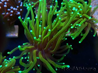 WYSIWYG Euphyllia glabrescens (Mariculture acclimaté sous LED) 8S3