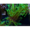 WYSIWYG Euphyllia glabrescens (Mariculture acclimaté sous LED) 8S3