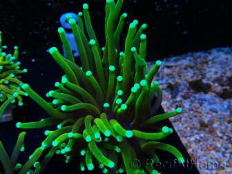 WYSIWYG Euphyllia glabrescens (Mariculture acclimaté sous LED) 8S4