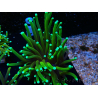 WYSIWYG Euphyllia glabrescens (Mariculture acclimaté sous LED) 8S4