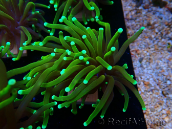 WYSIWYG Euphyllia glabrescens (Maricoltura acclimatata sotto LED)