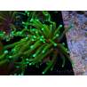 WYSIWYG Euphyllia glabrescens (Maricoltura acclimatata sotto LED)