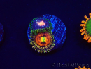 WYSIWYG - Zoanthus Rainbow Incinerator 2A9