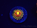 WYSIWYG - Zoanthus Rainbow Incinerator 2A10