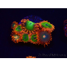 WYSIWYG - Zoanthus Electric Oompa Loompa 2K8