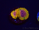 WYSIWYG - JF Zoanthus Acid Reflux 2N9