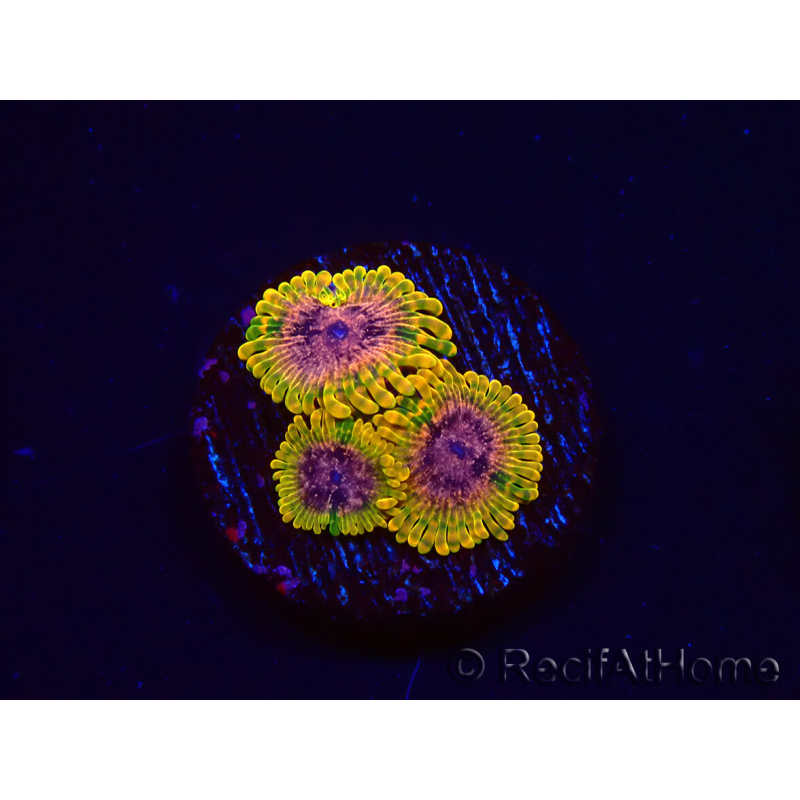 WYSIWYG - JF Zoanthus Acid Reflux 2N10