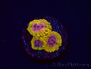 WYSIWYG - JF Zoanthus Acid Reflux 2N10