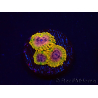 WYSIWYG - JF Zoanthus Acid Reflux 2N10