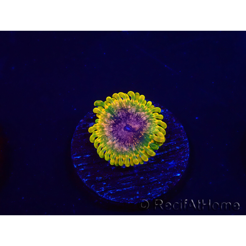 WYSIWYG - JF Zoanthus Acid Reflux 2N11