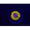 WYSIWYG - JF Zoanthus Acid Reflux 2N11