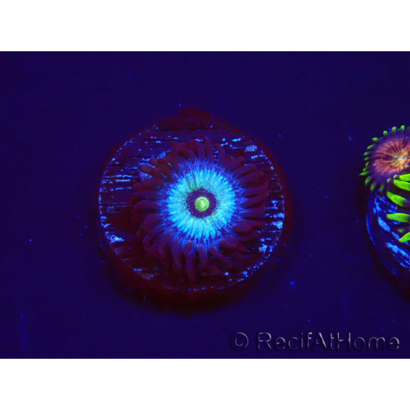 WYSIWYG - Zoanthus Frozen Nebula