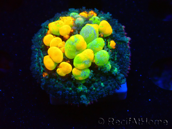 WYSIWYG WWC OG Bounce 2 (2.5cm)