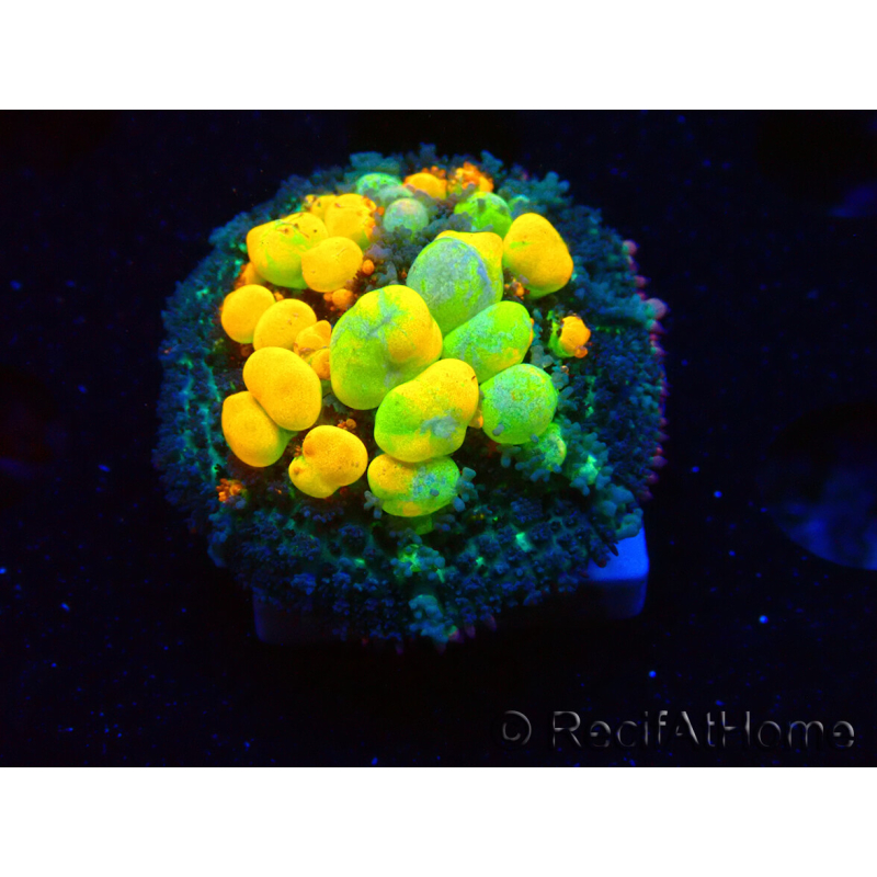 WYSIWYG WWC OG Bounce 2 (2.5cm)