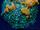 WYSIWYG WWC Sunkist Bounce E3