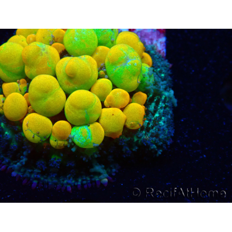 WYSIWYG WWC OG Bounce 1 (2.5cm)