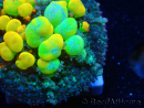 WYSIWYG WWC OG Bounce 2 (2.5cm)