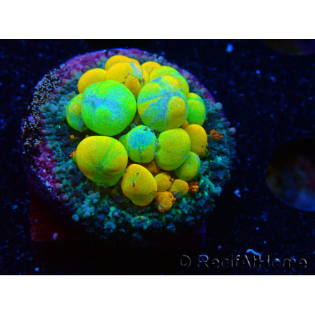 WYSIWYG WWC OG Bounce 3 (1.5 - 2cm)