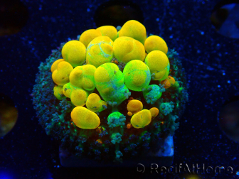 WYSIWYG WWC OG Bounce 4 (1.5 - 2cm)