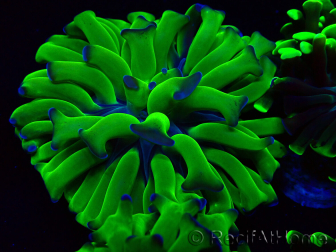 WYSIWYG Euphyllia paraancora (Maricultura aclimatada bajo LED) 4H1